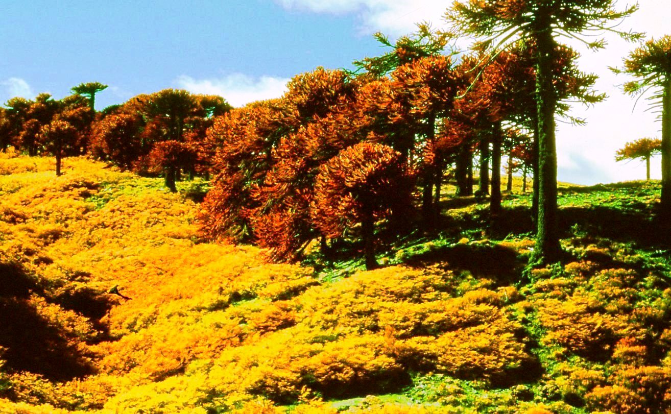 Bosque Andino-Patagónico con araucarias, Región Patagonia