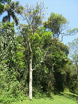Bosque Paranaense en el noreste argentino, Región NEA