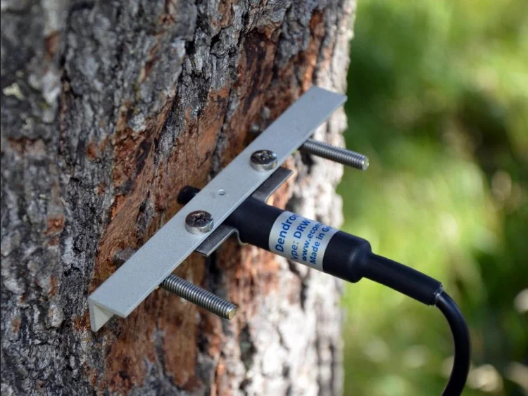 Dendrómetro de alta precisión instalado en árbol