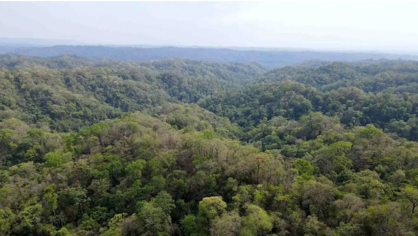 Bosque de Yungas en el noroeste argentino, Región NOA